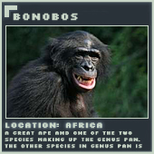 Bonobos