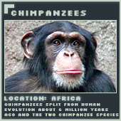 Chimpanzees