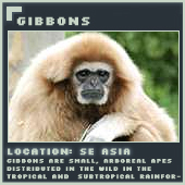 Gibbons