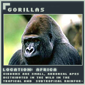 Gorillas