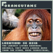 Orangutans