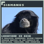 Siamangs